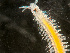  (Parougia - HMSC174-03576)  @11 [ ] by-nc-sa  Unspecified Huntsman Marine Science Centre