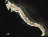  (Tharyx acutus - HMSC174-03581)  @11 [ ] by-nc-sa  Unspecified Huntsman Marine Science Centre