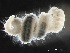  (Paraonis - HMSC174-03582)  @11 [ ] by-nc-sa  Unspecified Huntsman Marine Science Centre