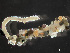  ( - HMSC174-03589)  @11 [ ] by-nc-sa  Unspecified Huntsman Marine Science Centre