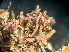  ( - HMSC174-03591)  @11 [ ] by-nc-sa  Unspecified Huntsman Marine Science Centre