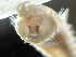  (Ampharete sibirica - HMSC174-03625)  @11 [ ] by-nc-sa  Unspecified Huntsman Marine Science Centre