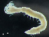  ( - HMSC174_03733)  @11 [ ] by-nc-sa  Unspecified Huntsman Marine Science Centre