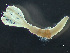  ( - HMSC174_03735)  @11 [ ] by-nc-sa  Unspecified Huntsman Marine Science Centre