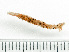  ( - HMSC174_03774)  @11 [ ] by-nc-sa  Unspecified Huntsman Marine Science Centre