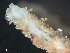  ( - HMSC174_03774)  @11 [ ] by-nc-sa  Unspecified Huntsman Marine Science Centre