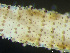  ( - HMSC174_03808)  @11 [ ] by-nc-sa  Unspecified Huntsman Marine Science Centre