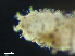  ( - HMSC174_03808)  @11 [ ] by-nc-sa  Unspecified Huntsman Marine Science Centre