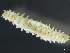  ( - HMSC174_03810)  @11 [ ] by-nc-sa  Unspecified Huntsman Marine Science Centre