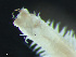  ( - HMSC174_03818)  @11 [ ] by-nc-sa  Unspecified Huntsman Marine Science Centre