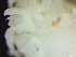  ( - HMSC174_03826)  @11 [ ] by-nc-sa  Unspecified Huntsman Marine Science Centre