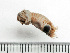 ( - HMSC174_03851)  @11 [ ] by-nc-sa  Unspecified Huntsman Marine Science Centre