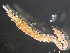 ( - HMSC174_03889)  @11 [ ] by-nc-sa  Unspecified Huntsman Marine Science Centre