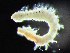  ( - HMSC174_02421)  @11 [ ] by-nc-sa  Unspecified Huntsman Marine Science Centre