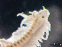  ( - HMSC174-02440)  @11 [ ] by-nc-sa  Unspecified Huntsman Marine Science Centre