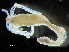  ( - HMSC174-00030)  @11 [ ] CreativeCommons - Attribution Non-Commercial Share-Alike (2023) Unspecified Huntsman Marine Science Centre