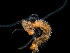  ( - HMSC174-00030)  @11 [ ] CreativeCommons - Attribution Non-Commercial Share-Alike (2023) Unspecified Huntsman Marine Science Centre