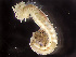  ( - HMSC174-00120)  @11 [ ] by-nc-sa  Unspecified Huntsman Marine Science Centre