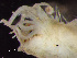  ( - HMSC174-00168)  @11 [ ] by-nc-sa  Unspecified Huntsman Marine Science Centre