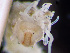  ( - HMSC174-00172)  @11 [ ] by-nc-sa  Unspecified Huntsman Marine Science Centre