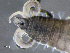  ( - HMSC174-00235)  @11 [ ] by-nc-sa  Unspecified Huntsman Marine Science Centre