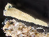  ( - HMSC174-00242)  @11 [ ] by-nc-sa  Unspecified Huntsman Marine Science Centre