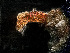  ( - HMSC174-00242)  @11 [ ] by-nc-sa  Unspecified Huntsman Marine Science Centre