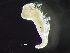  ( - HMSC174-00256)  @11 [ ] by-nc-sa  Unspecified Huntsman Marine Science Centre