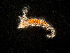  ( - HMSC174-00256)  @11 [ ] by-nc-sa  Unspecified Huntsman Marine Science Centre