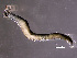  ( - HMSC174-00258)  @11 [ ] by-nc-sa  Unspecified Huntsman Marine Science Centre
