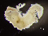  ( - HMSC174-00260)  @11 [ ] by-nc-sa  Unspecified Huntsman Marine Science Centre