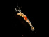  ( - HMSC174-00279)  @11 [ ] by-nc-sa  Unspecified Huntsman Marine Science Centre