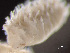  ( - HMSC174-00735)  @11 [ ] by-nc-sa  Unspecified Huntsman Marine Science Centre