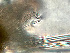  (Spio thulini - HMSC174-00792)  @11 [ ] by-nc-sa  Unspecified Huntsman Marine Science Centre