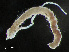  ( - HMSC174-00846)  @11 [ ] by-nc-sa  Unspecified Huntsman Marine Science Centre