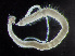  ( - HMSC174-00849)  @11 [ ] by-nc-sa  Unspecified Huntsman Marine Science Centre