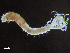  ( - HMSC174-00857)  @11 [ ] by-nc-sa  Unspecified Huntsman Marine Science Centre