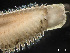  ( - HMSC174-00869)  @11 [ ] by-nc-sa  Unspecified Huntsman Marine Science Centre