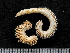  ( - HMSC174-01582)  @11 [ ] by-nc-sa  Unspecified Huntsman Marine Science Centre