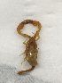  (Euscorpius aquilejensis - ATCRO-S11)  @11 [ ] CC (2021) Podnar Martina private