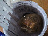  ( - DY081_0277)  @11 [ ] CreativeCommons - Attribution Share-Alike (2025) Unspecified Huntsman Marine Science Centre