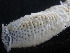  (Euplectellidae - DY081_0329)  @11 [ ] CreativeCommons - Attribution Share-Alike (2025) Unspecified Huntsman Marine Science Centre