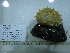  ( - DY081_0871)  @11 [ ] CreativeCommons - Attribution Share-Alike (2025) Unspecified Huntsman Marine Science Centre
