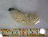  ( - DY081_0886)  @11 [ ] CreativeCommons - Attribution Share-Alike (2025) Unspecified Huntsman Marine Science Centre