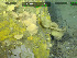  ( - DY081_1378)  @11 [ ] CreativeCommons - Attribution Share-Alike (2025) Unspecified Huntsman Marine Science Centre
