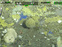  ( - DY081_1384)  @11 [ ] CreativeCommons - Attribution Share-Alike (2025) Unspecified Huntsman Marine Science Centre
