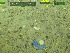  (Melonanchora - DY081_1401)  @11 [ ] CreativeCommons - Attribution Share-Alike (2025) Unspecified Huntsman Marine Science Centre