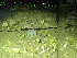  ( - DY081_1403)  @11 [ ] CreativeCommons - Attribution Share-Alike (2025) Unspecified Huntsman Marine Science Centre