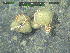  ( - DY081_0283)  @11 [ ] CreativeCommons - Attribution Share-Alike (2025) Unspecified Huntsman Marine Science Centre