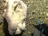  (Geodiidae - DY081_0289)  @11 [ ] CreativeCommons - Attribution Share-Alike (2025) Unspecified Huntsman Marine Science Centre